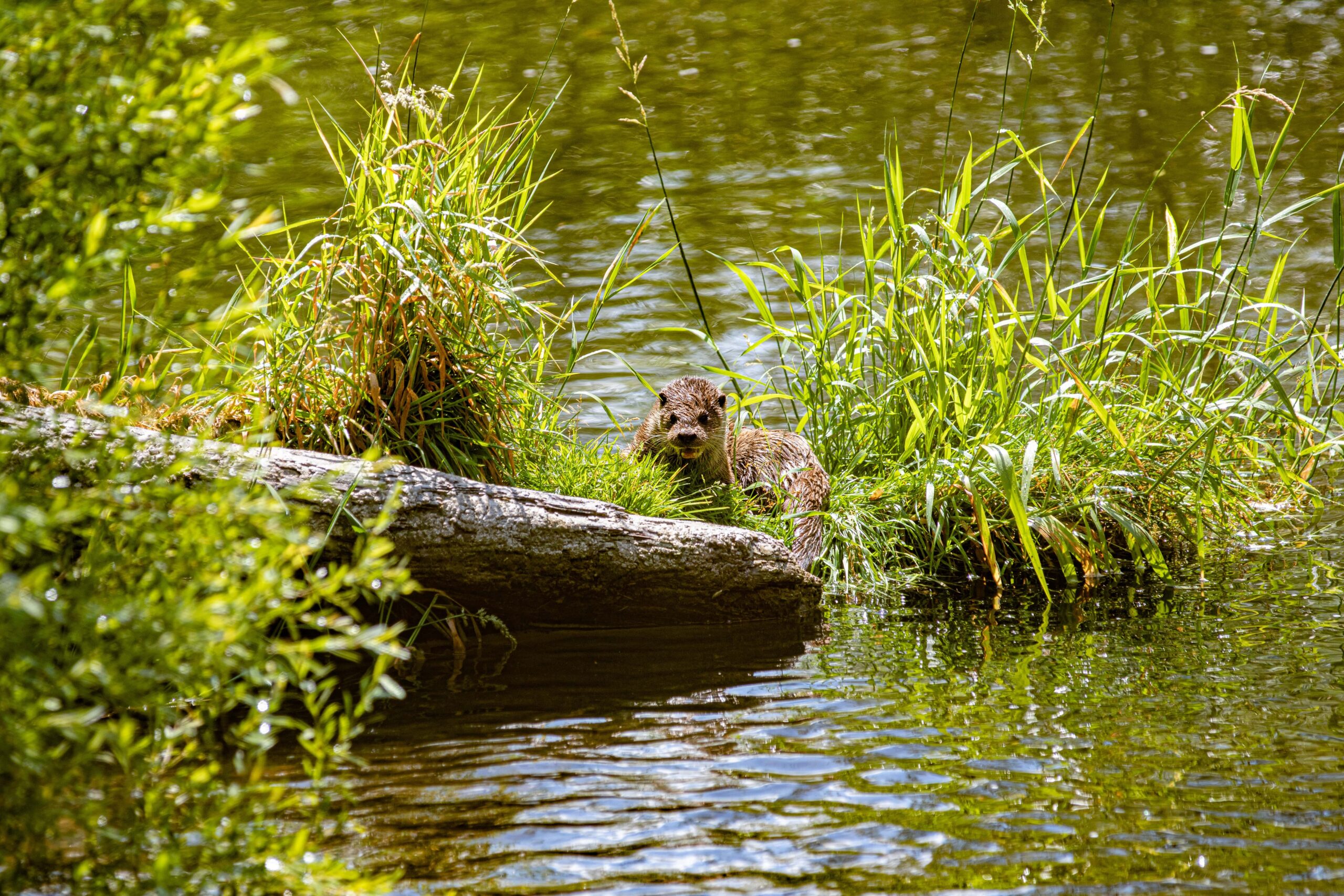Otter next to a body of water in St. Bernard State Park