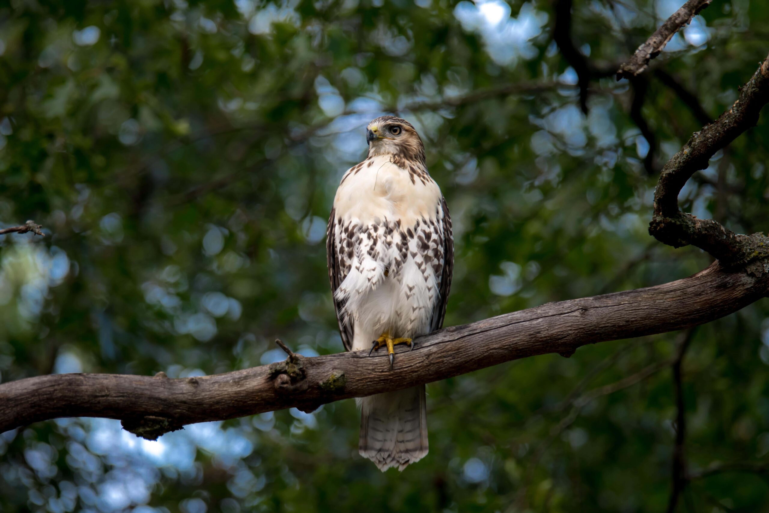 Bird in a New Orleans State Park