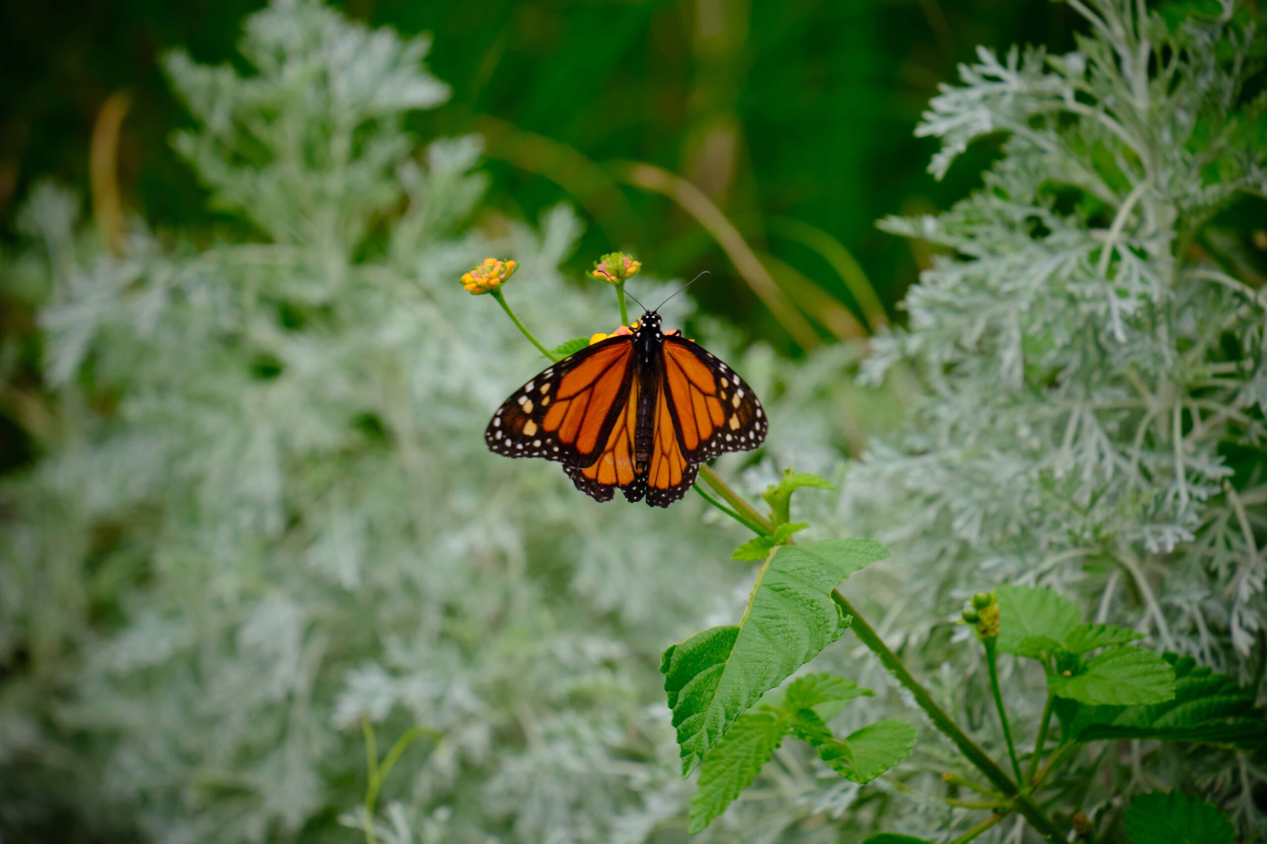 Butterfly From a New Orleans State Park