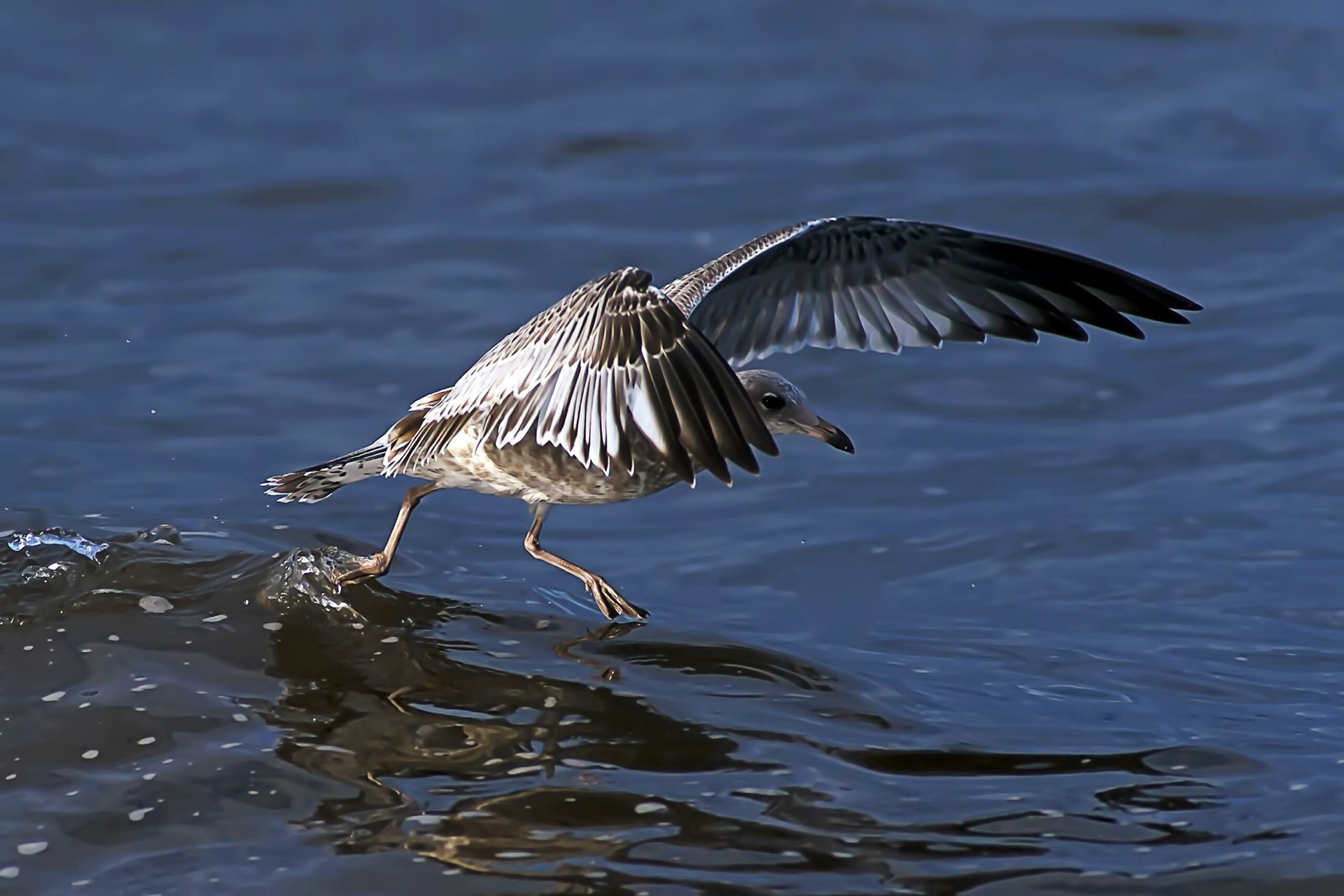 Laughing Gull In Brenton National Wildlife Refuge