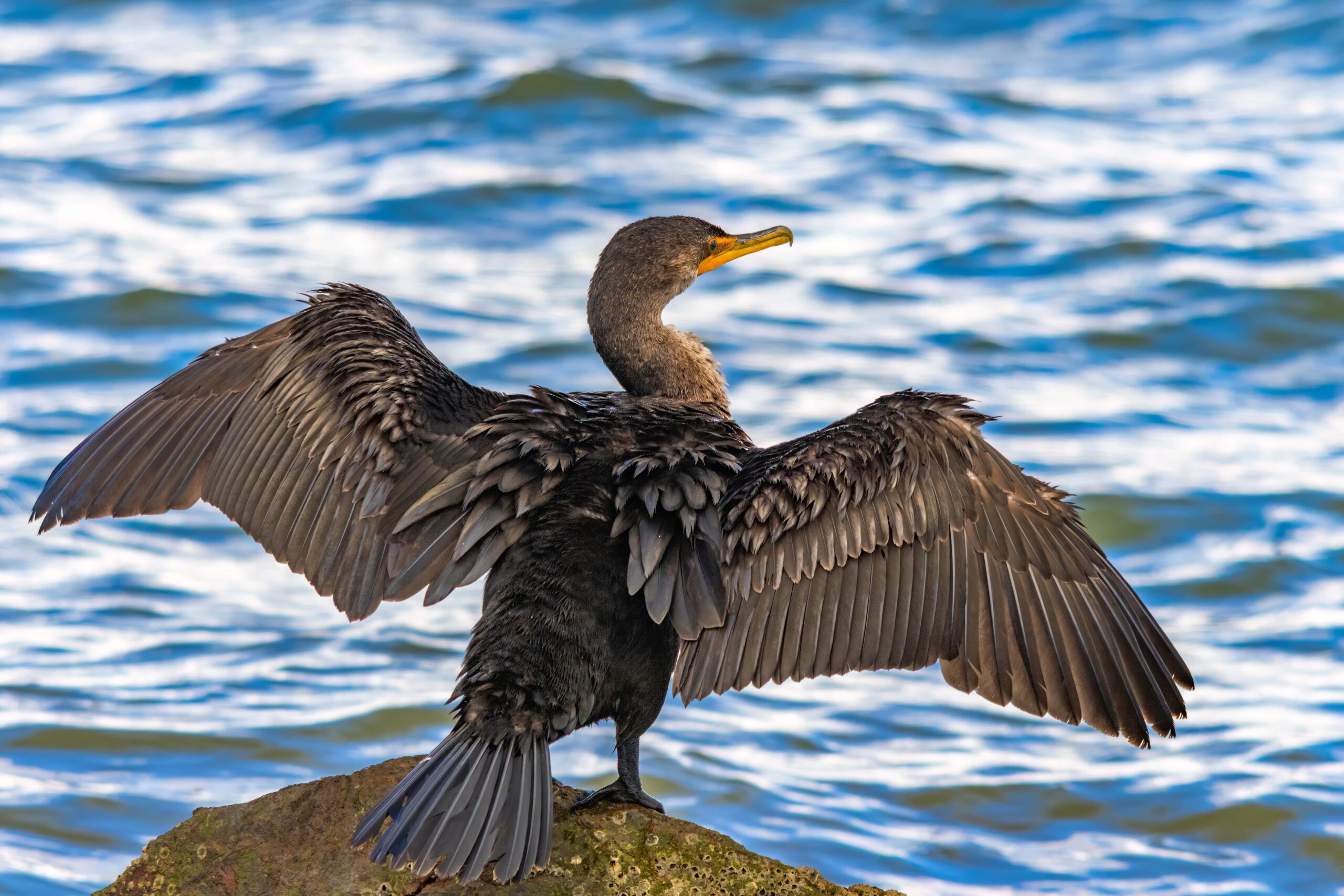 Double-Crested Cormorant Bird on the Rock in New Orleans 