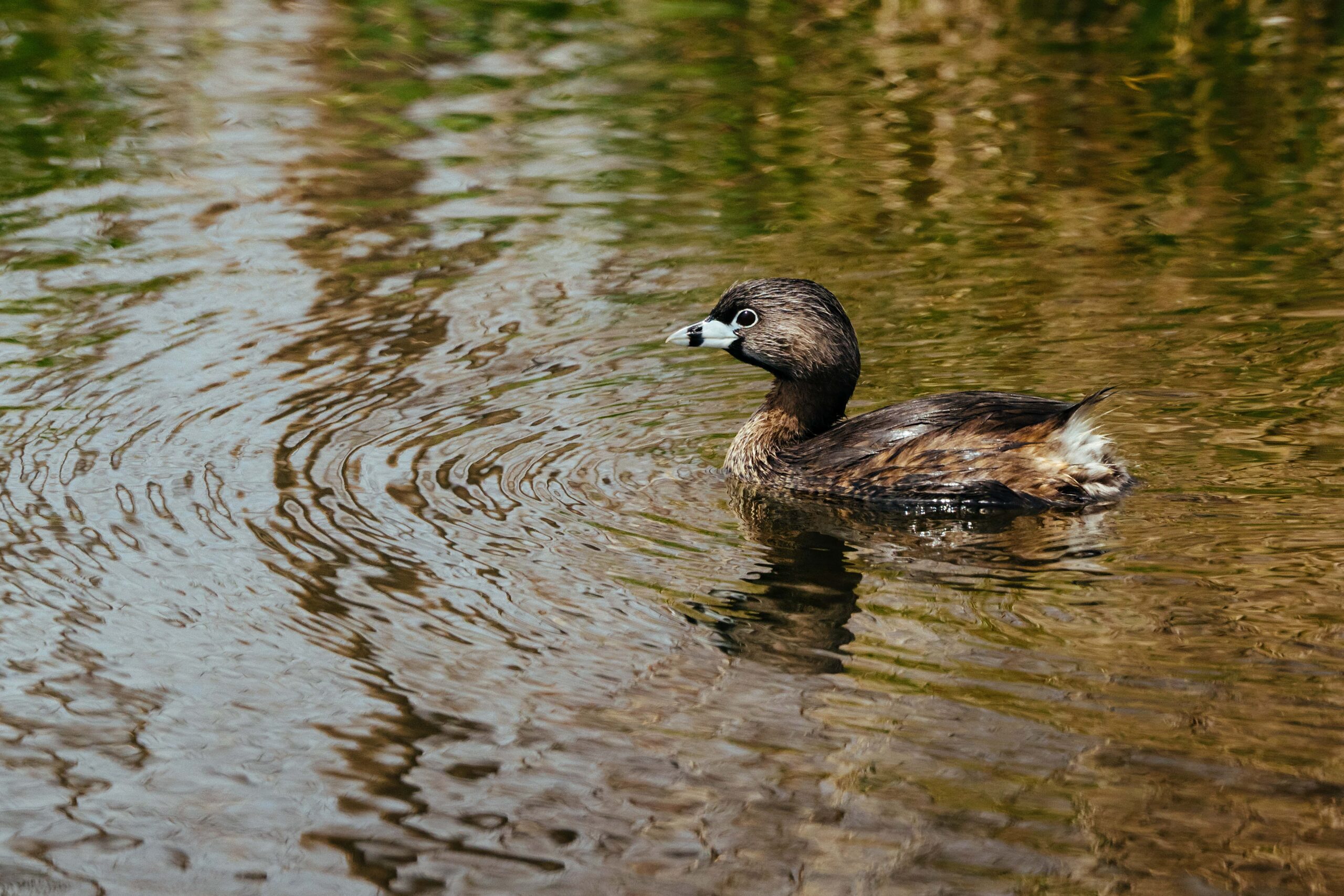 Duck In A Park in New Orleans