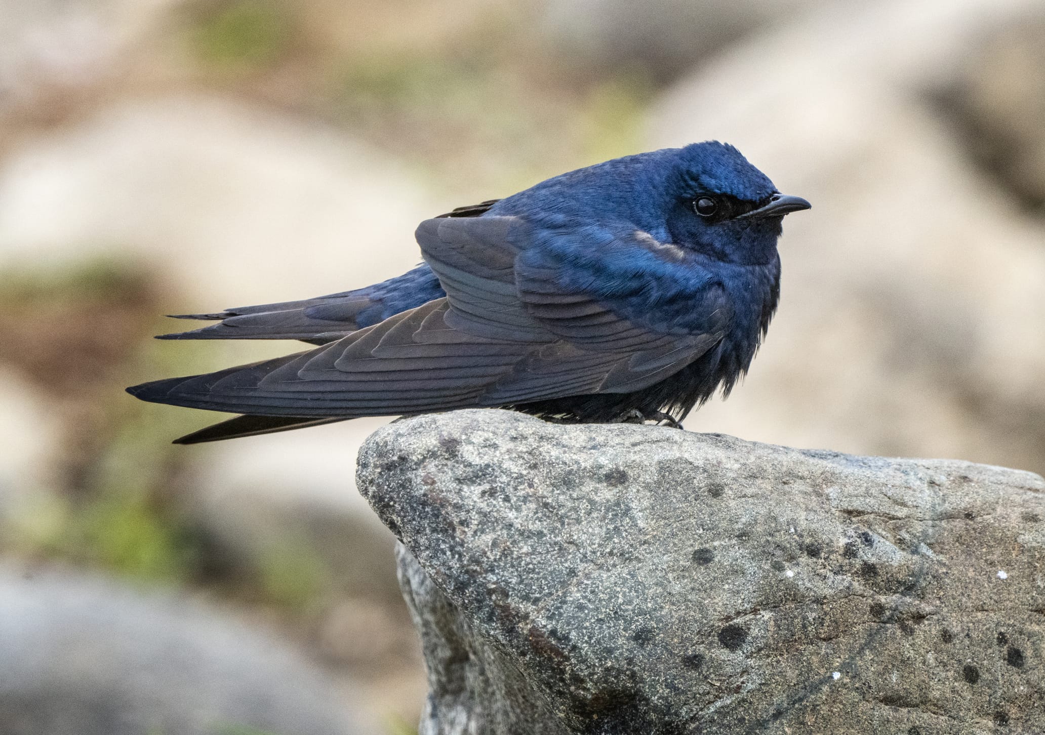 Purple Martin Perched