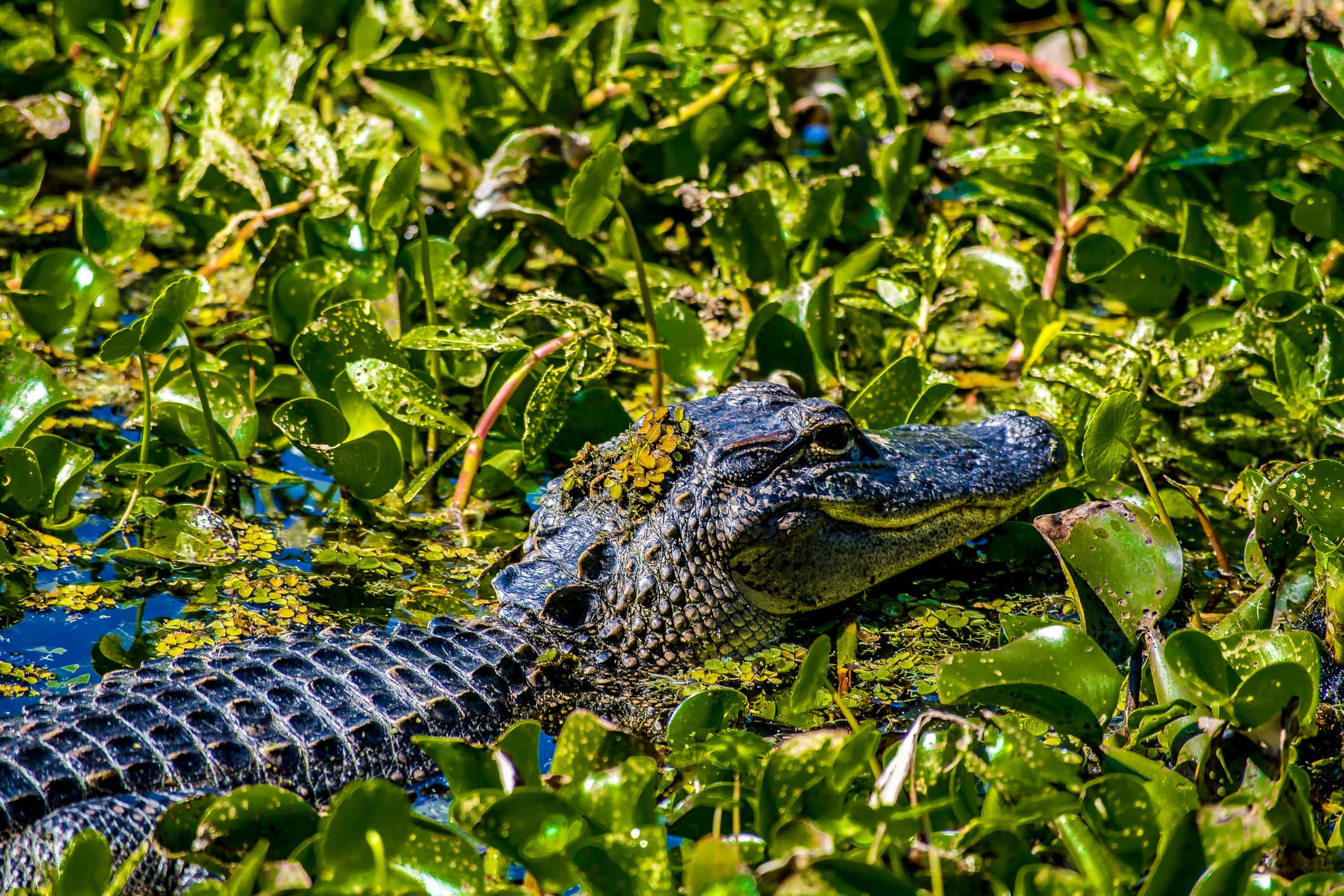 Gator in New Orleans wilderness