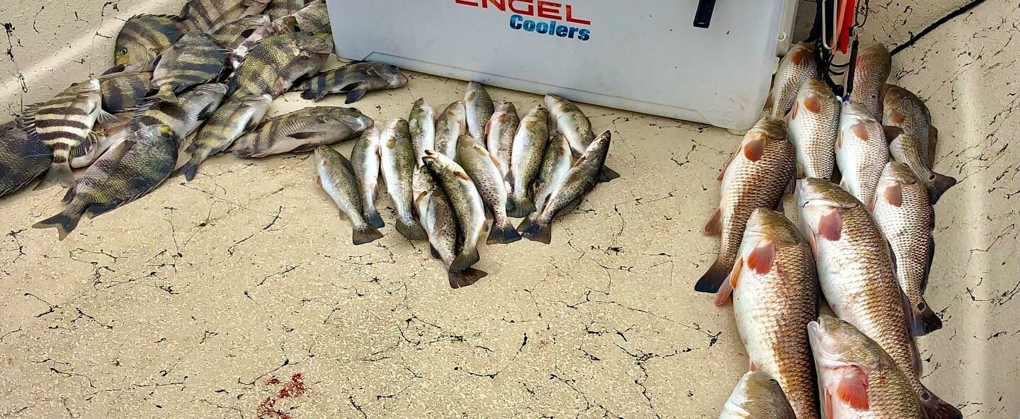 Species Spotlight: Sheepshead | Whiskey Bayou Charters | Delacroix, LA Sheepshead, Redfish, and other fish species laid out on a boat next to a cooler.