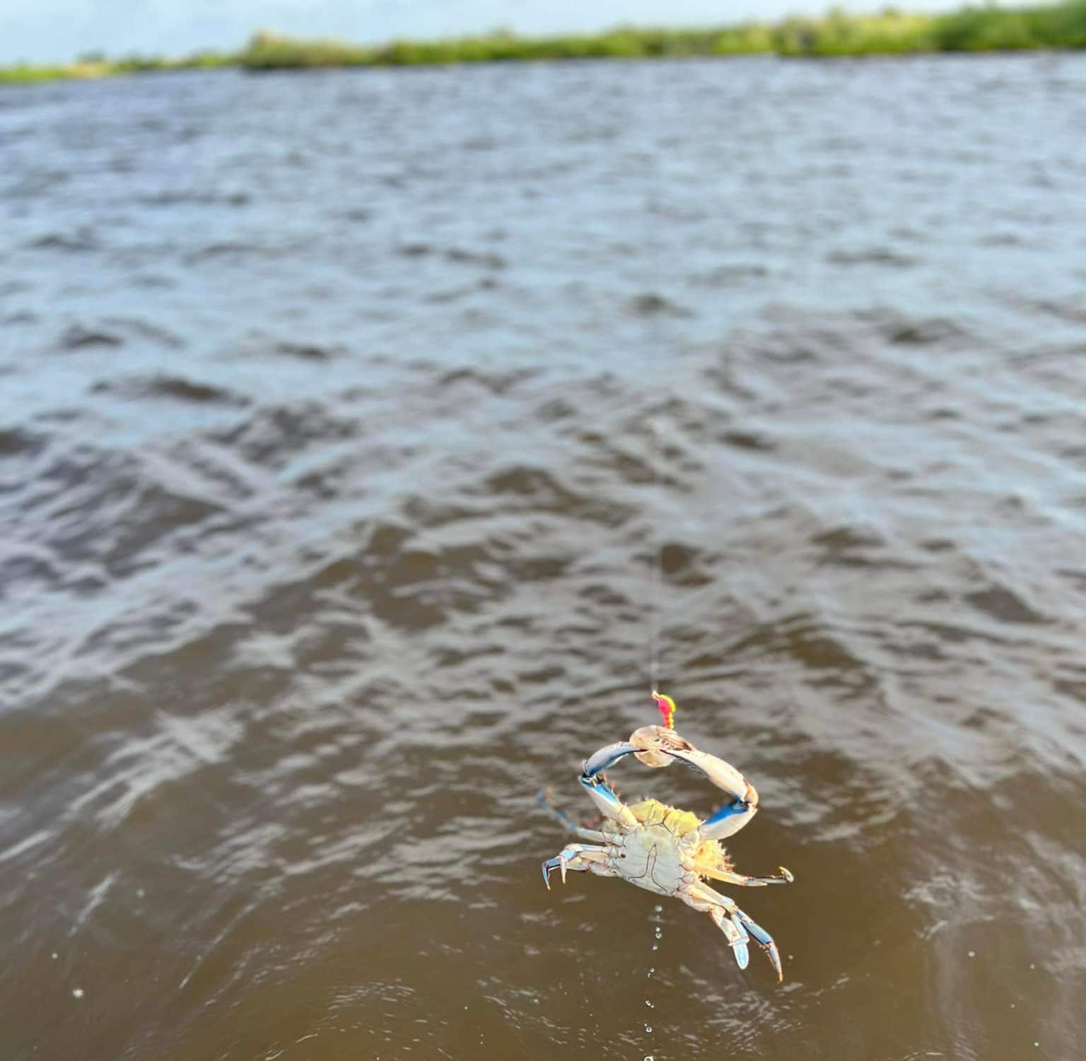 caught crab 2 A crab hovering above the water as it holds on to the fishing lure.