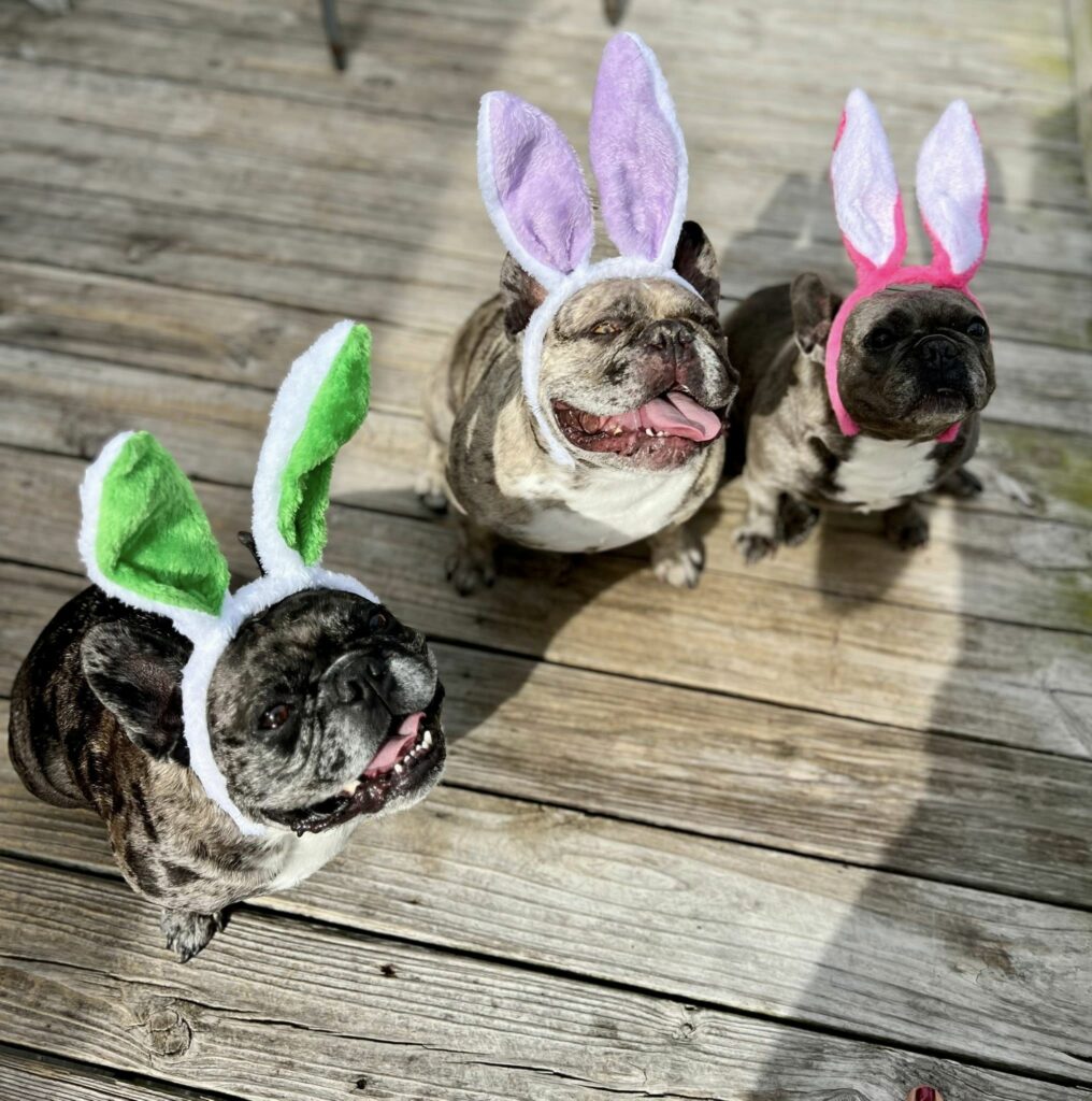 Image of three French bulldogs sitting and wearing bunny ears