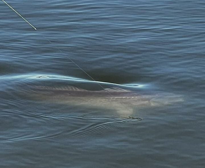 A gray blur swims just beneath the clear surface, dragging a line with it.