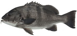 black drum img