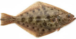 flounder img
