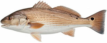 red fish img