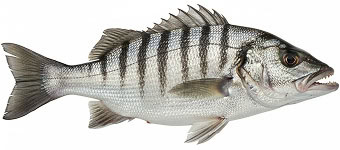 sheepshead img