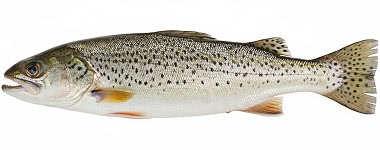 speckled trout img